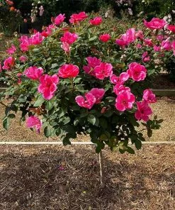 Fast Growing Trees Rose Trees Pink Miracle™ Rose Tree