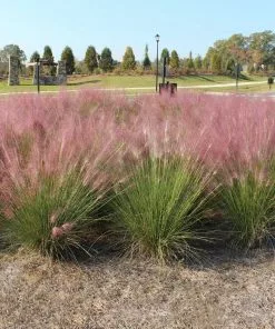 Fast Growing Trees Pink Muhly Grass Ornamental Grasses 10 Fast Growing Trees Pink Muhly Grass Ornamental Grasses