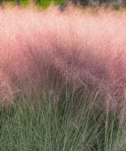 Fast Growing Trees Pink Muhly Grass Ornamental Grasses 11 Fast Growing Trees Pink Muhly Grass Ornamental Grasses