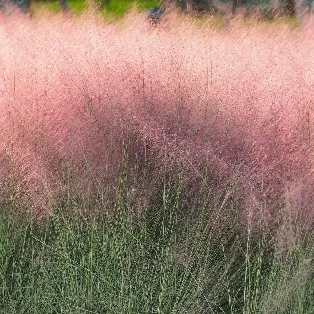 Fast Growing Trees Pink Muhly Grass Ornamental Grasses 6 Fast Growing Trees Pink Muhly Grass Ornamental Grasses
