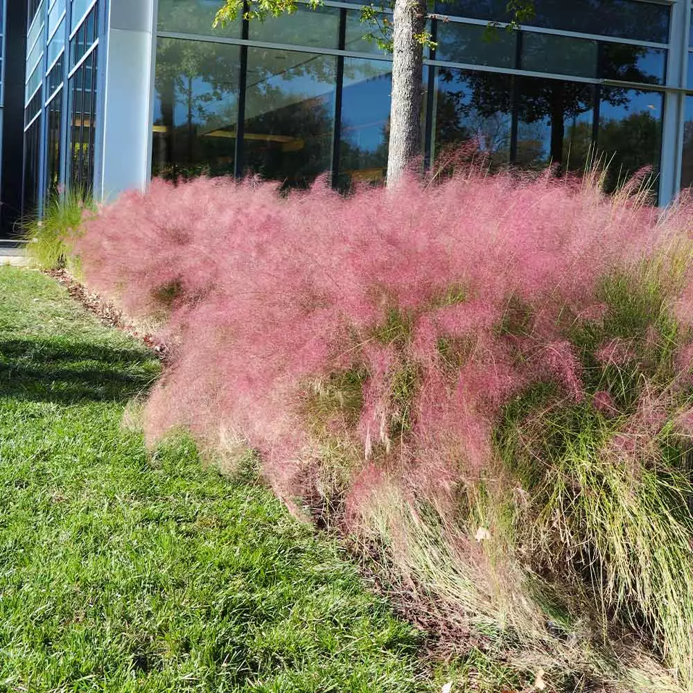 Fast Growing Trees Pink Muhly Grass Ornamental Grasses 7 Fast Growing Trees Pink Muhly Grass Ornamental Grasses