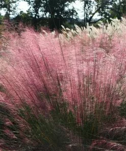 Fast Growing Trees Pink Muhly Grass Ornamental Grasses 13 Fast Growing Trees Pink Muhly Grass Ornamental Grasses