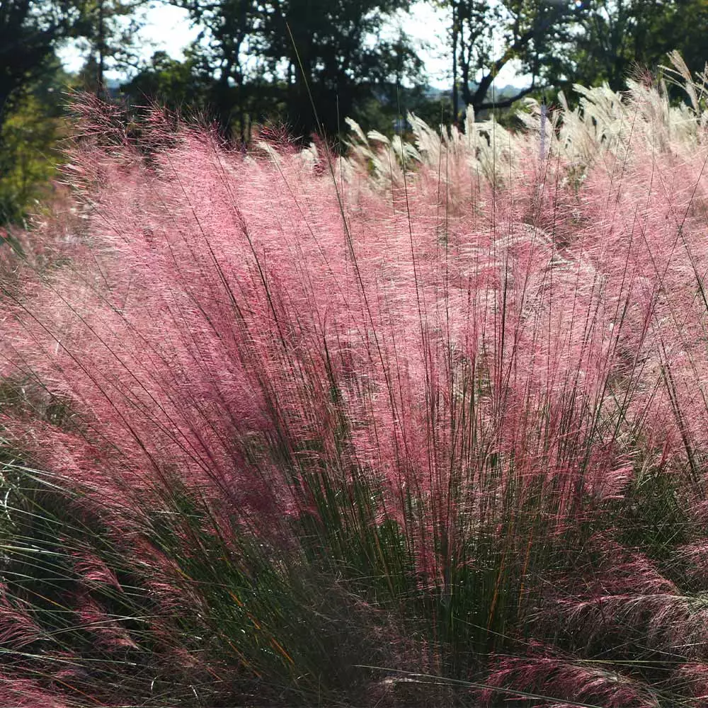 Fast Growing Trees Pink Muhly Grass Ornamental Grasses 8 Fast Growing Trees Pink Muhly Grass Ornamental Grasses