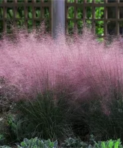 Fast Growing Trees Pink Muhly Grass Ornamental Grasses