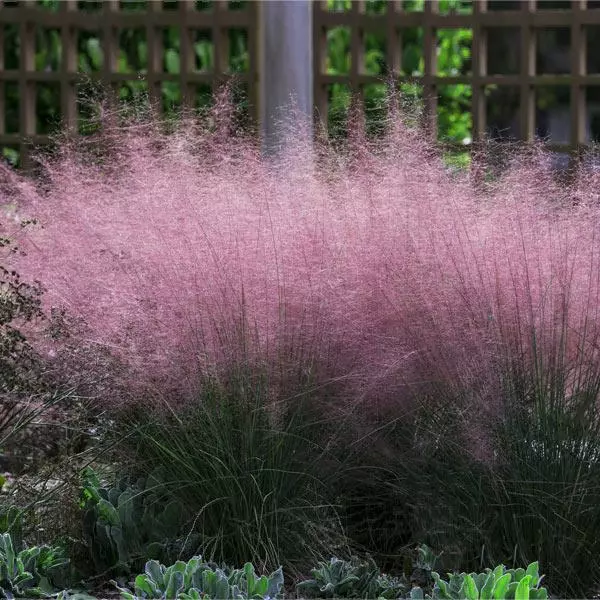 Fast Growing Trees Pink Muhly Grass Ornamental Grasses 3 Fast Growing Trees Pink Muhly Grass Ornamental Grasses