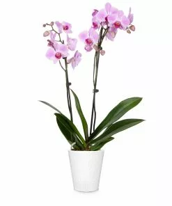Fast Growing Trees Orchid Plant In White Pot 21 Fast Growing Trees Orchid Plant In White Pot
