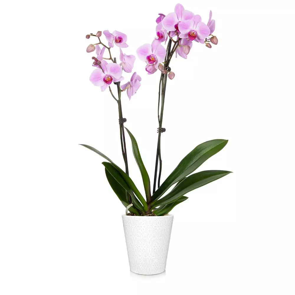 Fast Growing Trees Orchid Plant In White Pot 10 Fast Growing Trees Orchid Plant In White Pot