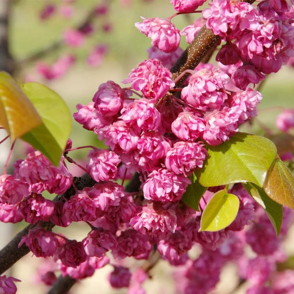 Fast Growing Trees Pink Pom Poms' Redbud Tree Redbud Trees 4 Fast Growing Trees Pink Pom Poms' Redbud Tree Redbud Trees