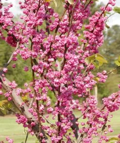 Fast Growing Trees Pink Pom Poms' Redbud Tree Redbud Trees 9 Fast Growing Trees Pink Pom Poms' Redbud Tree Redbud Trees