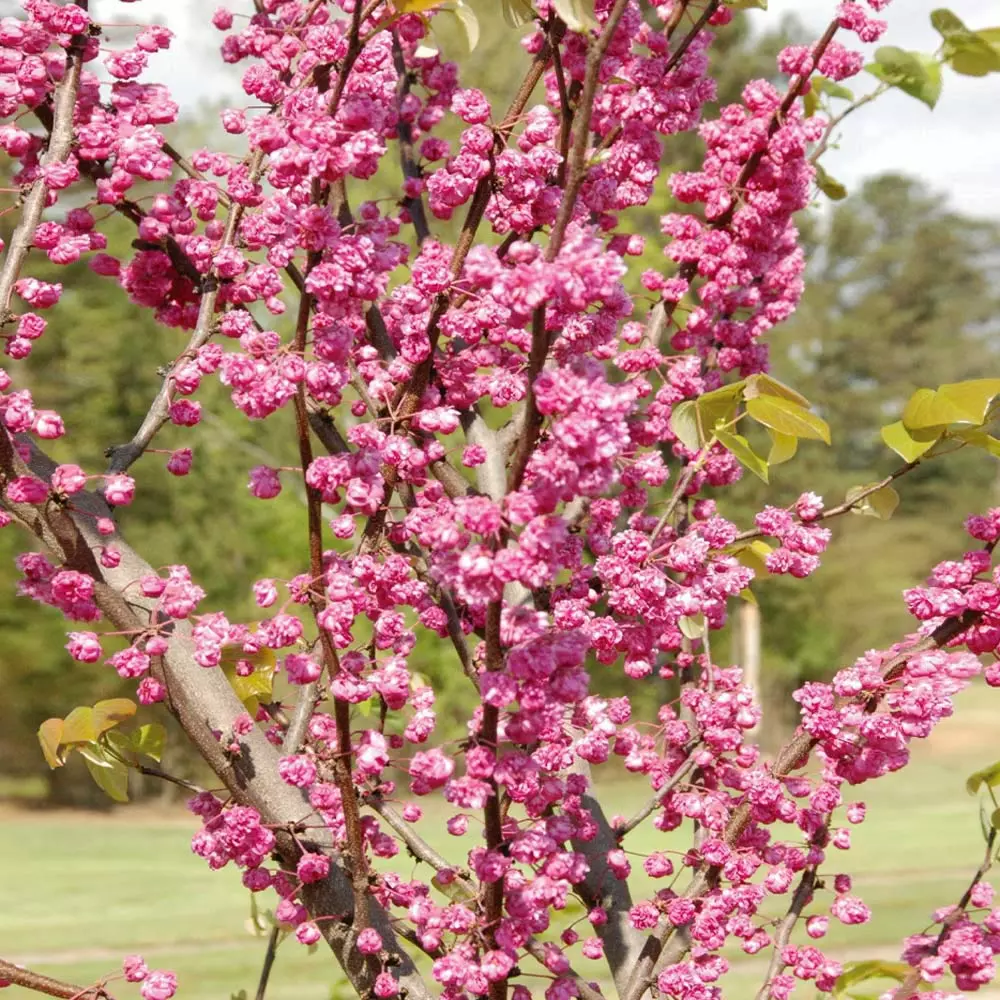 Fast Growing Trees Pink Pom Poms' Redbud Tree Redbud Trees 5 Fast Growing Trees Pink Pom Poms' Redbud Tree Redbud Trees