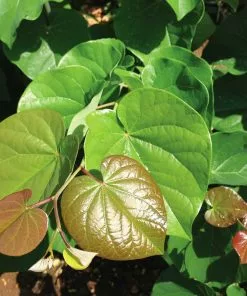 Fast Growing Trees Pink Pom Poms' Redbud Tree Redbud Trees 11 Fast Growing Trees Pink Pom Poms' Redbud Tree Redbud Trees