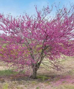 Fast Growing Trees Pink Pom Poms' Redbud Tree Redbud Trees 10 Fast Growing Trees Pink Pom Poms' Redbud Tree Redbud Trees
