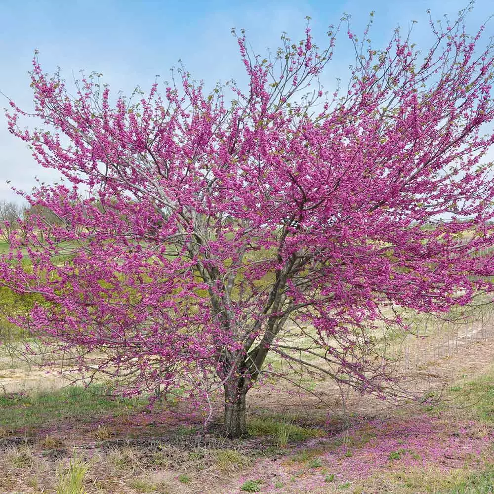 Fast Growing Trees Pink Pom Poms' Redbud Tree Redbud Trees 6 Fast Growing Trees Pink Pom Poms' Redbud Tree Redbud Trees
