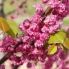 Fast Growing Trees Pink Pom Poms' Redbud Tree Redbud Trees