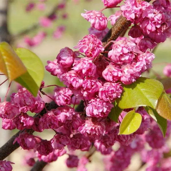 Fast Growing Trees Pink Pom Poms' Redbud Tree Redbud Trees 3 Fast Growing Trees Pink Pom Poms' Redbud Tree Redbud Trees