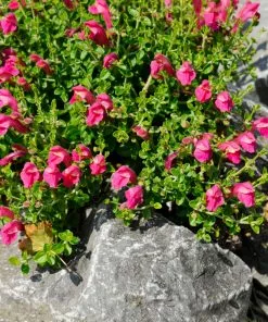 Fast Growing Trees Pink Skullcap Shrub