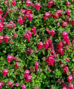 Fast Growing Trees Pink Skullcap Shrub 9 Fast Growing Trees Pink Skullcap Shrub