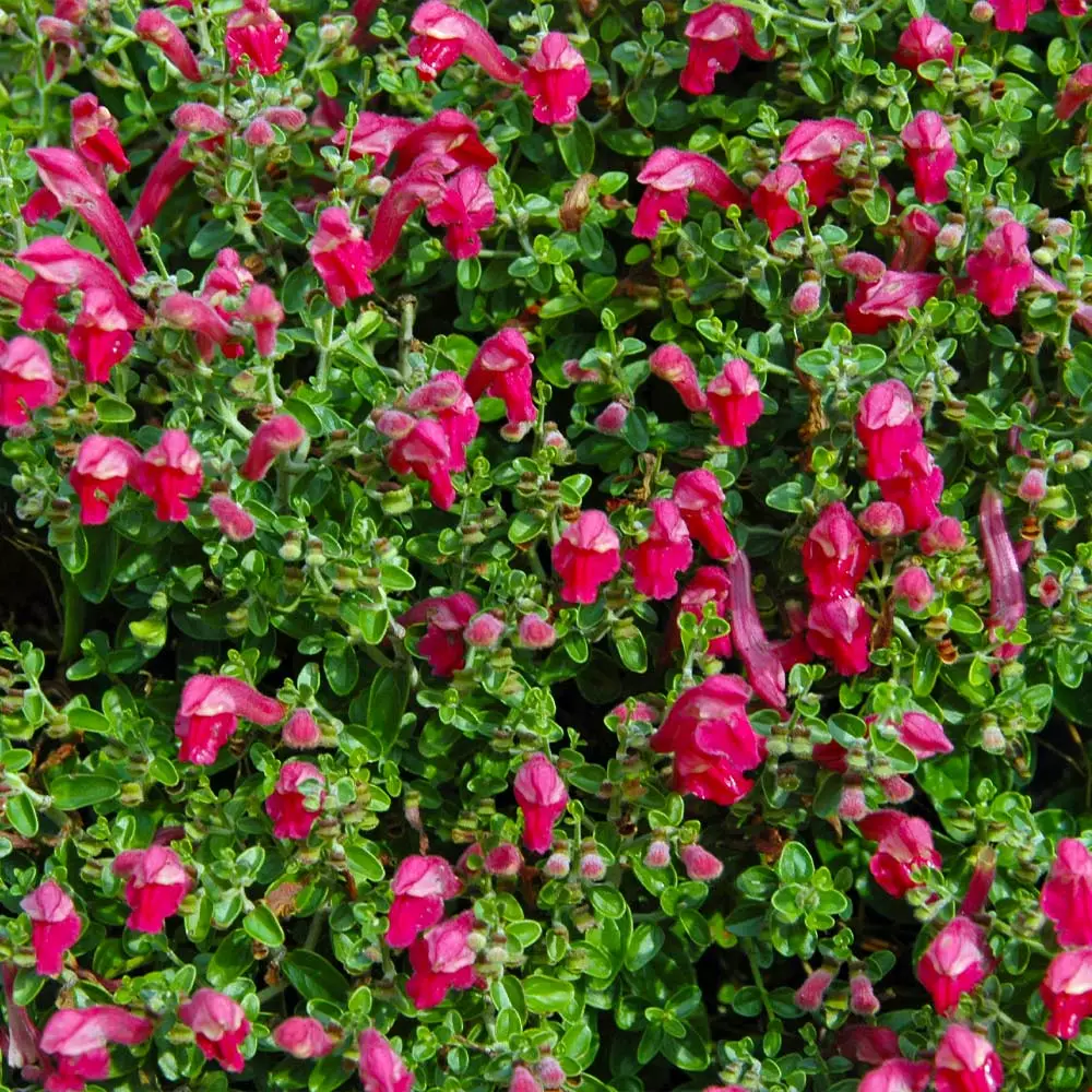 Fast Growing Trees Pink Skullcap Shrub 6 Fast Growing Trees Pink Skullcap Shrub