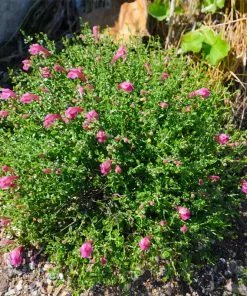 Fast Growing Trees Pink Skullcap Shrub 8 Fast Growing Trees Pink Skullcap Shrub