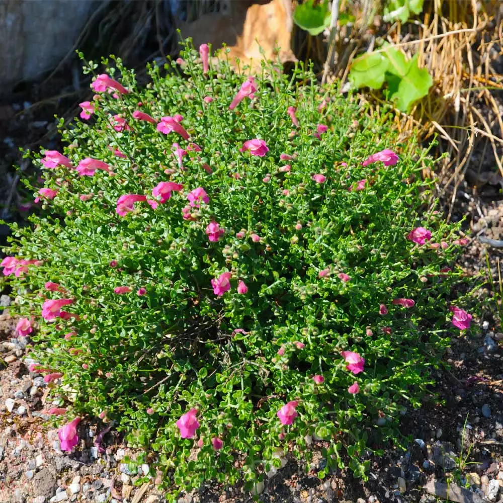 Fast Growing Trees Pink Skullcap Shrub 5 Fast Growing Trees Pink Skullcap Shrub