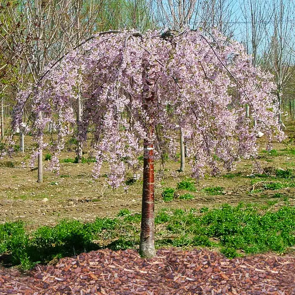 Fast Growing Trees Pink Snow Showers™ Weeping Cherry Tree Cherry Blossom Trees 5 Fast Growing Trees Pink Snow Showers™ Weeping Cherry Tree Cherry Blossom Trees