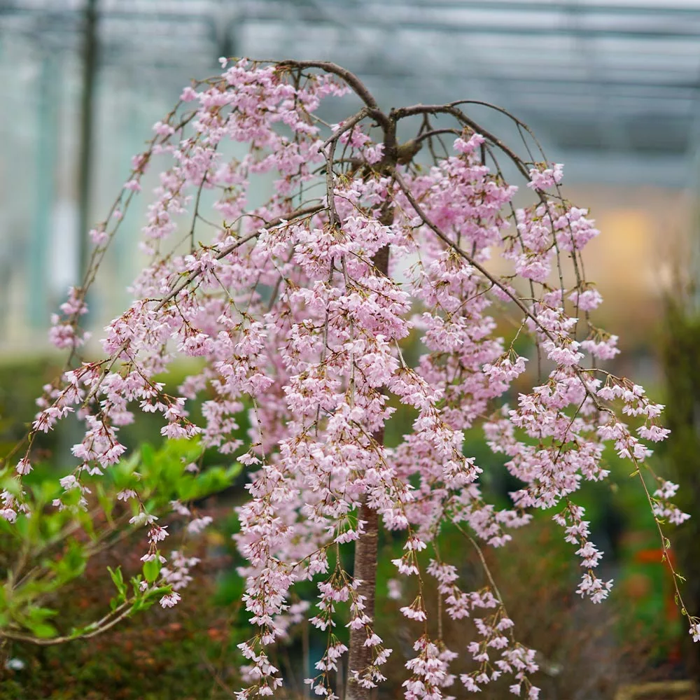Fast Growing Trees Pink Snow Showers™ Weeping Cherry Tree Cherry Blossom Trees 6 Fast Growing Trees Pink Snow Showers™ Weeping Cherry Tree Cherry Blossom Trees