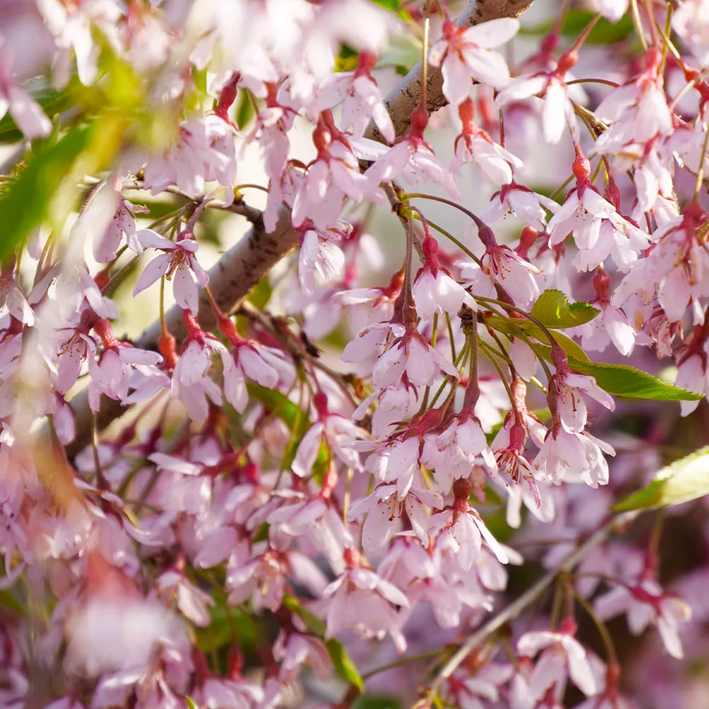 Fast Growing Trees Pink Snow Showers™ Weeping Cherry Tree Cherry Blossom Trees 4 Fast Growing Trees Pink Snow Showers™ Weeping Cherry Tree Cherry Blossom Trees
