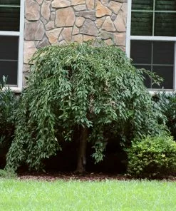 Fast Growing Trees Pink Snow Showers™ Weeping Cherry Tree Cherry Blossom Trees 13 Fast Growing Trees Pink Snow Showers™ Weeping Cherry Tree Cherry Blossom Trees