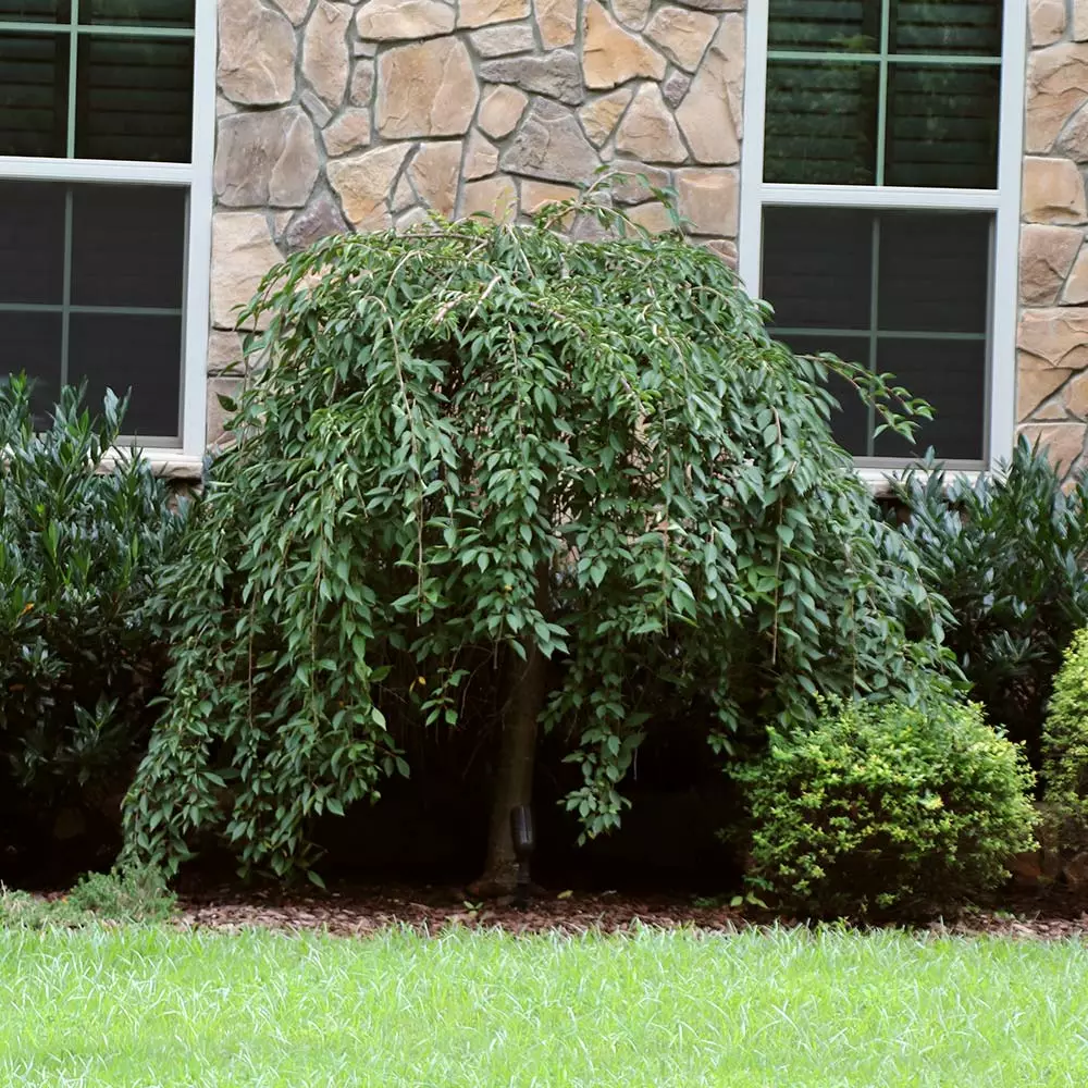 Fast Growing Trees Pink Snow Showers™ Weeping Cherry Tree Cherry Blossom Trees 7 Fast Growing Trees Pink Snow Showers™ Weeping Cherry Tree Cherry Blossom Trees