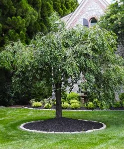 Fast Growing Trees Pink Snow Showers™ Weeping Cherry Tree Cherry Blossom Trees 14 Fast Growing Trees Pink Snow Showers™ Weeping Cherry Tree Cherry Blossom Trees