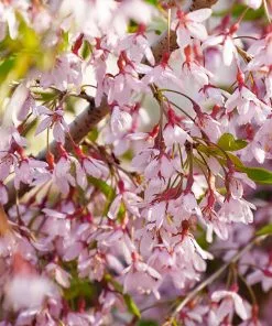 Fast Growing Trees Pink Snow Showers™ Weeping Cherry Tree Cherry Blossom Trees