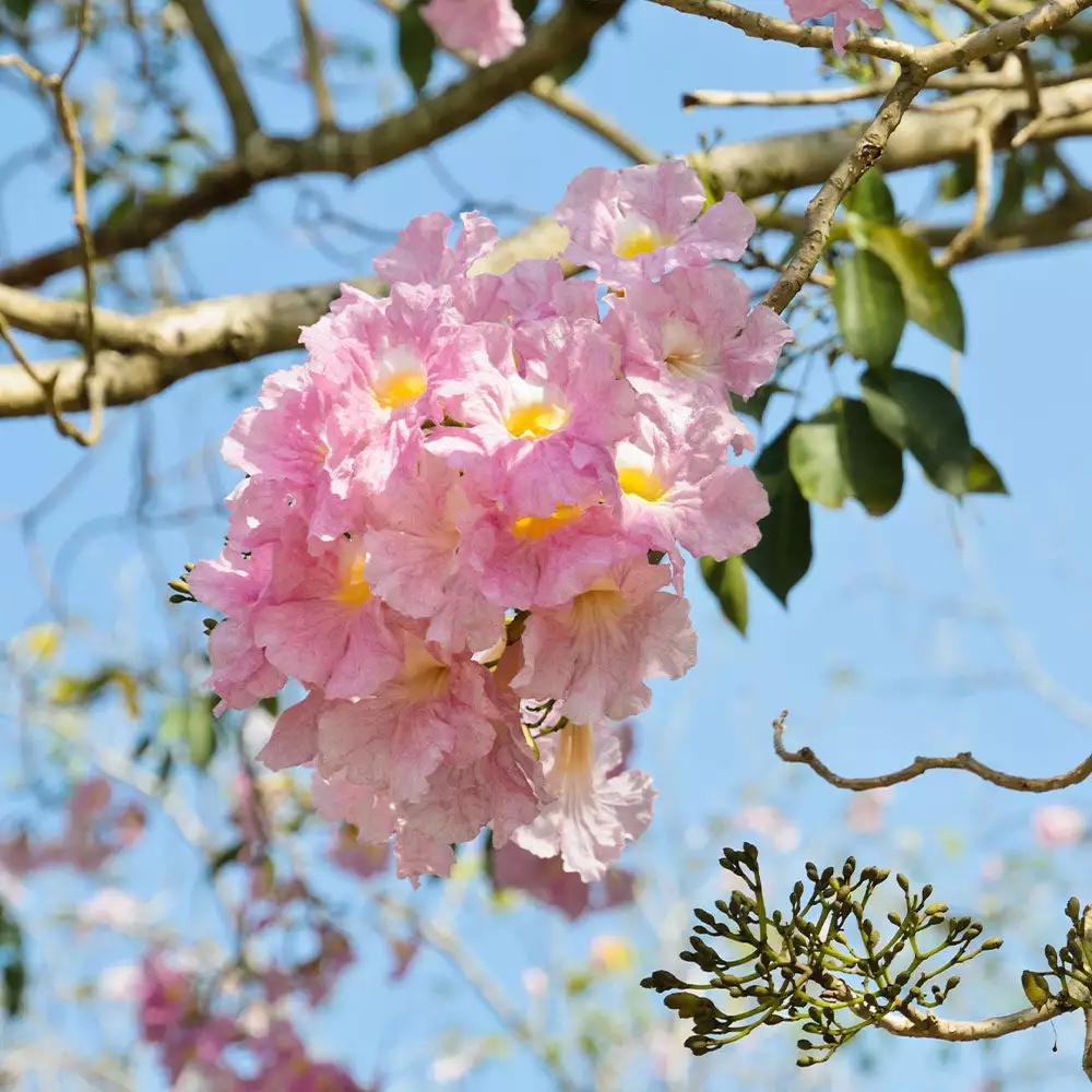 Fast Growing Trees Pink Trumpet Tree 5 Fast Growing Trees Pink Trumpet Tree
