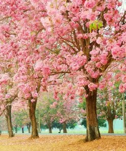 Fast Growing Trees Pink Trumpet Tree