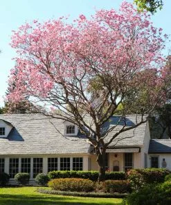 Fast Growing Trees Pink Trumpet Tree 11 Fast Growing Trees Pink Trumpet Tree