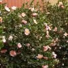 Fast Growing Trees Pink-A-Boo® Camellia Shrub 2 Fast Growing Trees Pink-A-Boo® Camellia Shrub