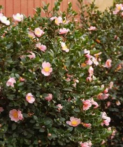 Fast Growing Trees Pink-A-Boo® Camellia Shrub