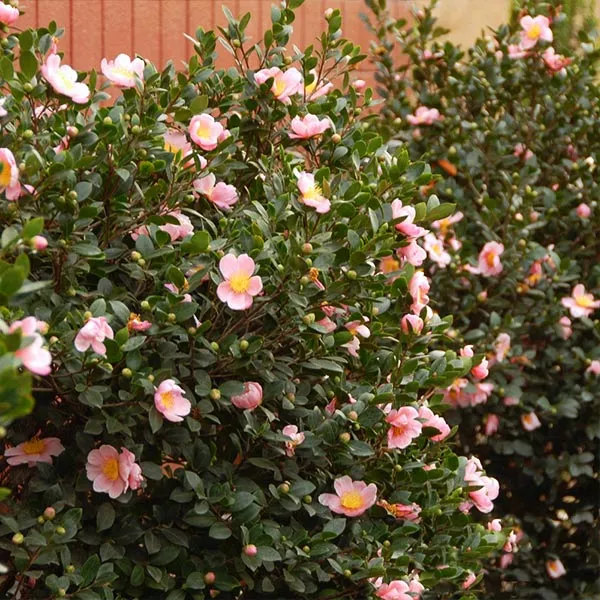 Fast Growing Trees Pink-A-Boo® Camellia Shrub 3 Fast Growing Trees Pink-A-Boo® Camellia Shrub