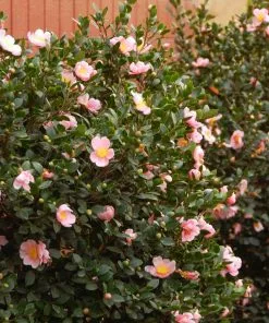 Fast Growing Trees Pink-A-Boo® Camellia Shrub
