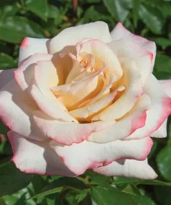 Fast Growing Trees Pinkerbelle™ Rose Roses 11 Fast Growing Trees Pinkerbelle™ Rose Roses
