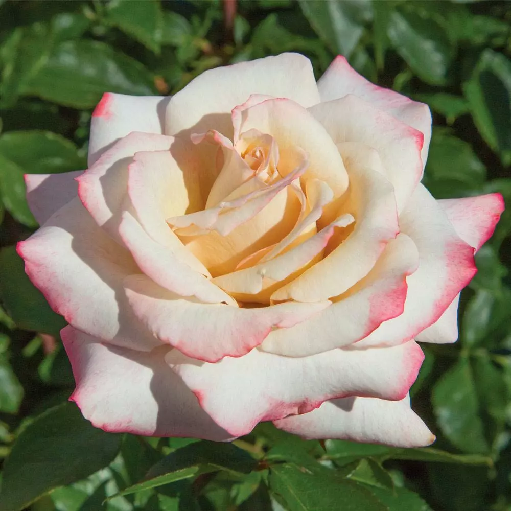Fast Growing Trees Pinkerbelle™ Rose Roses 6 Fast Growing Trees Pinkerbelle™ Rose Roses