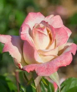 Fast Growing Trees Pinkerbelle™ Rose Roses 12 Fast Growing Trees Pinkerbelle™ Rose Roses