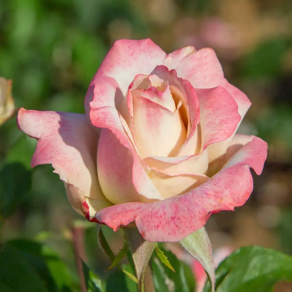 Fast Growing Trees Pinkerbelle™ Rose Roses 7 Fast Growing Trees Pinkerbelle™ Rose Roses