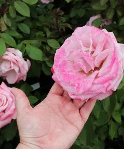 Fast Growing Trees Pinkerbelle™ Rose Roses 9 Fast Growing Trees Pinkerbelle™ Rose Roses