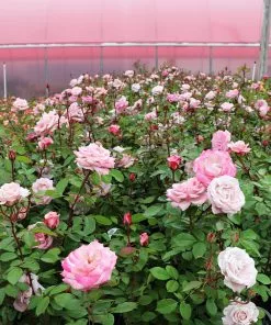 Fast Growing Trees Pinkerbelle™ Rose Roses 13 Fast Growing Trees Pinkerbelle™ Rose Roses