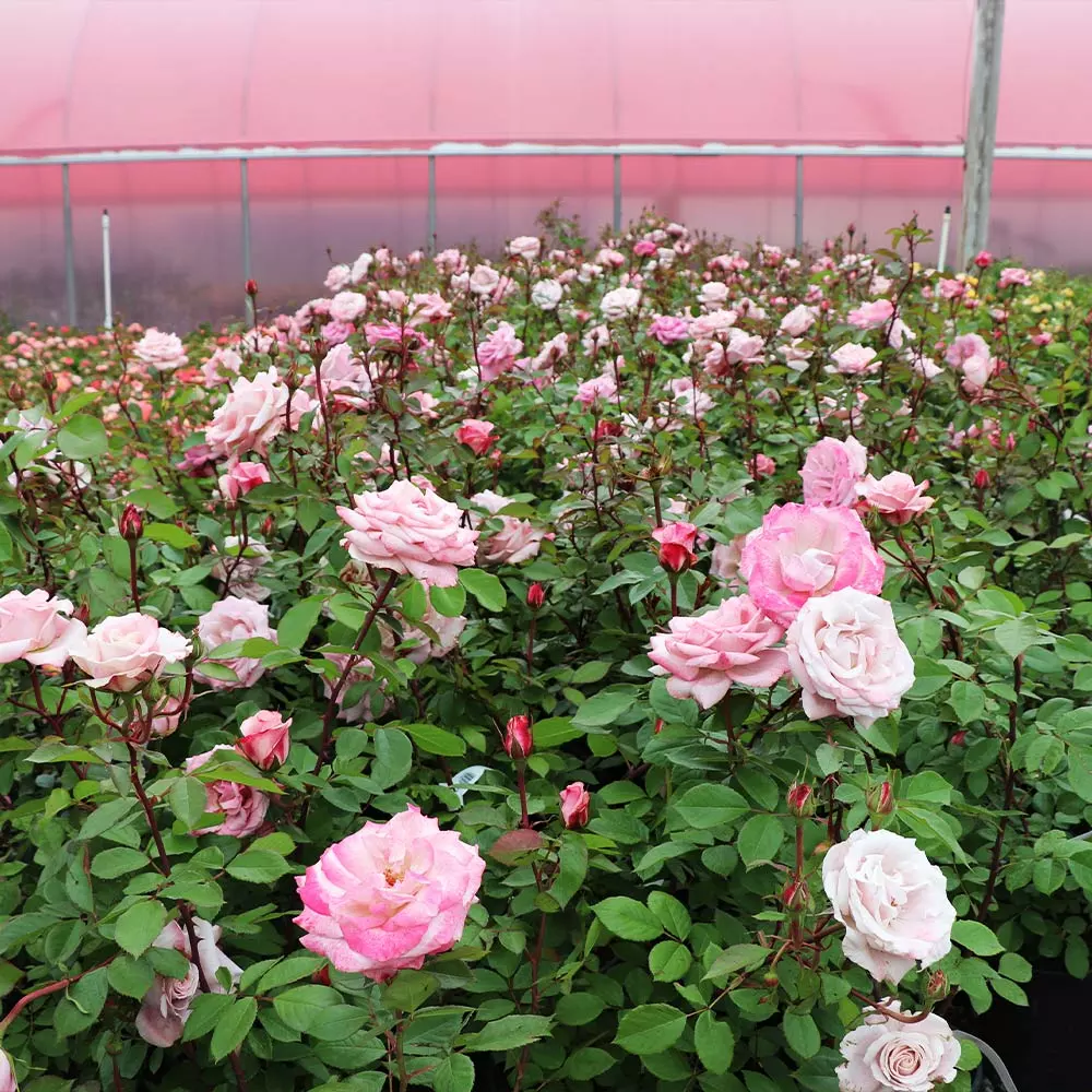 Fast Growing Trees Pinkerbelle™ Rose Roses 8 Fast Growing Trees Pinkerbelle™ Rose Roses