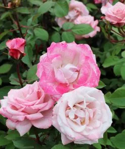 Fast Growing Trees Pinkerbelle™ Rose Roses 10 Fast Growing Trees Pinkerbelle™ Rose Roses