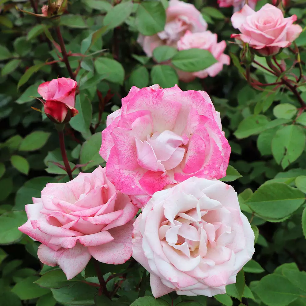 Fast Growing Trees Pinkerbelle™ Rose Roses 5 Fast Growing Trees Pinkerbelle™ Rose Roses