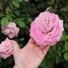Fast Growing Trees Pinkerbelle™ Rose Roses 1 Fast Growing Trees Pinkerbelle™ Rose Roses