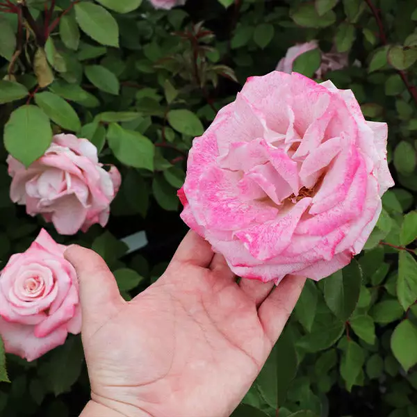 Fast Growing Trees Pinkerbelle™ Rose Roses 3 Fast Growing Trees Pinkerbelle™ Rose Roses