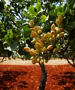 Fast Growing Trees Pistachio Tree Nut Trees
